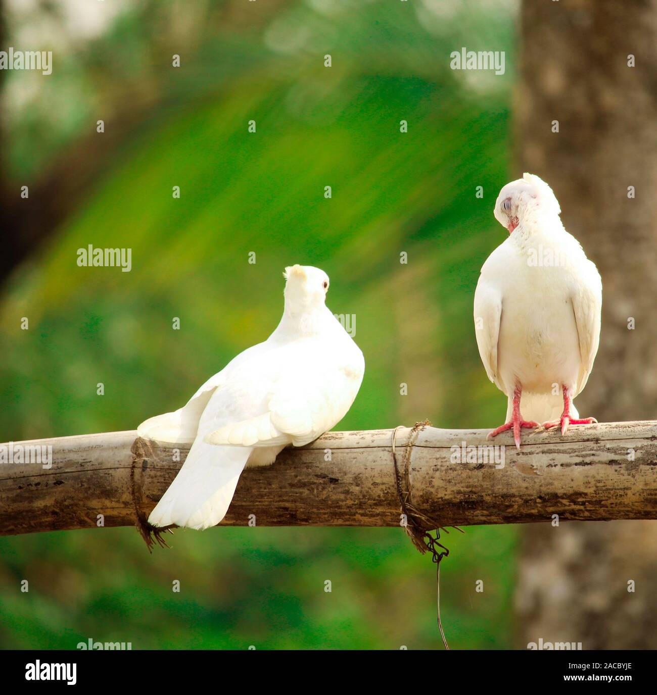 Bébé blanc deux pigeons sont assis sur des bambous. Banque D'Images