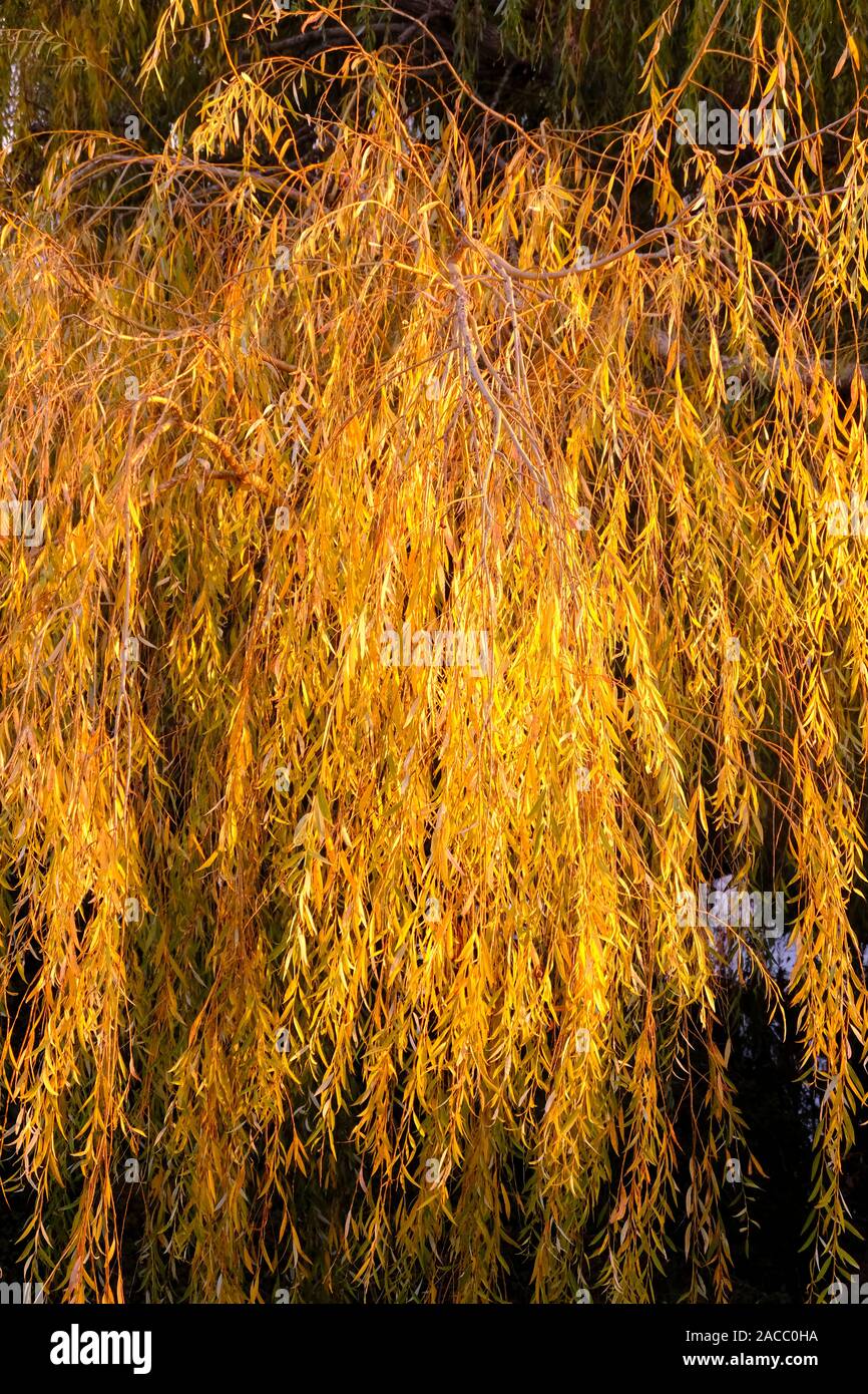 Feuilles de saule pleureur (Salix babylonica) à l'automne en fin d'après-midi soleil Banque D'Images