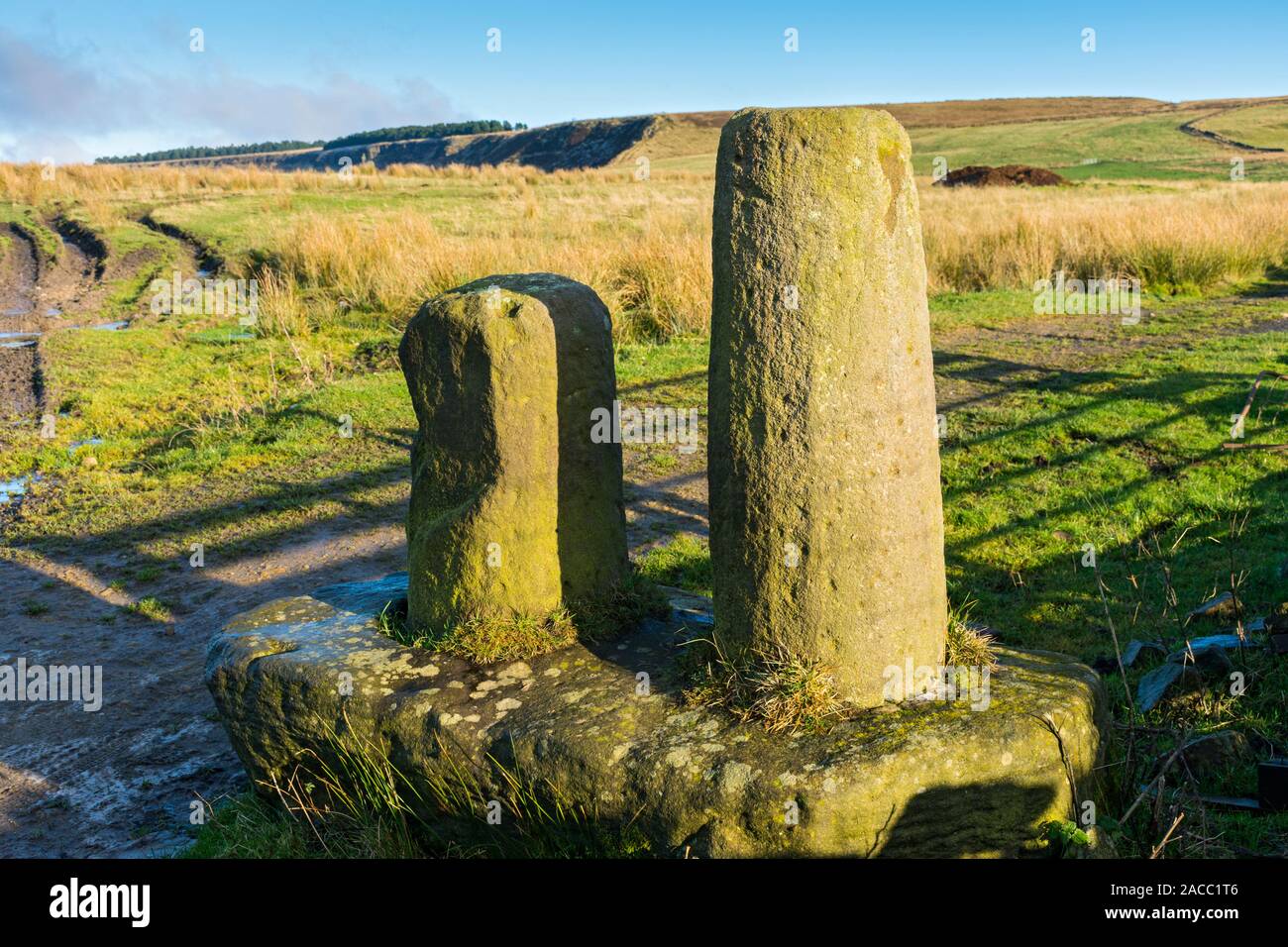 Le Robin des bois des tiges, avec bord Cown en arrière-plan. À la frontière du Derbyshire et Greater Manchester, près de Sheffield, England, UK Banque D'Images