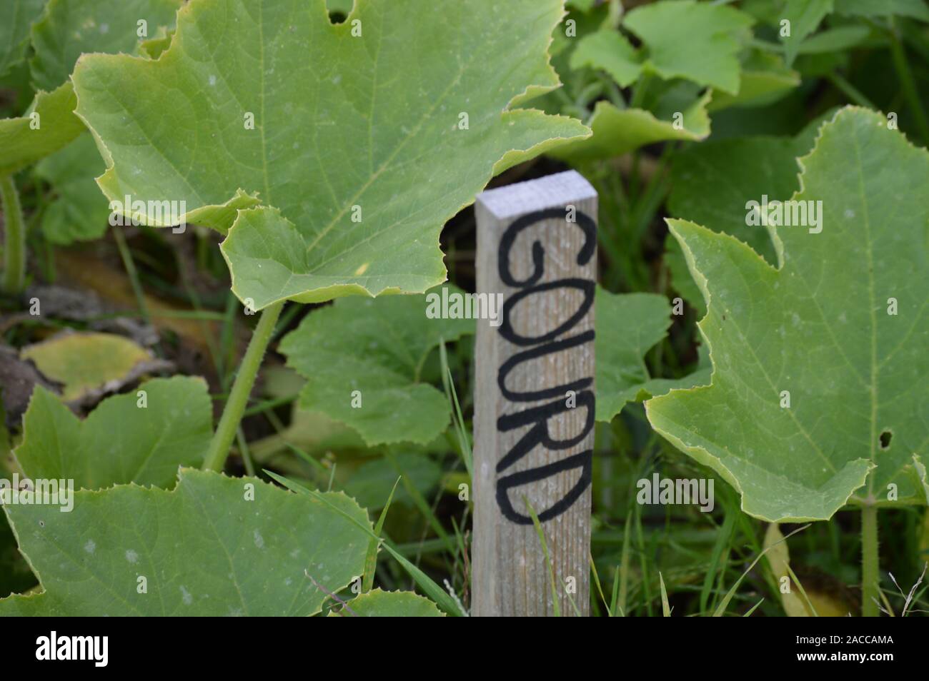 Signe Gourd dans le jardin Banque D'Images