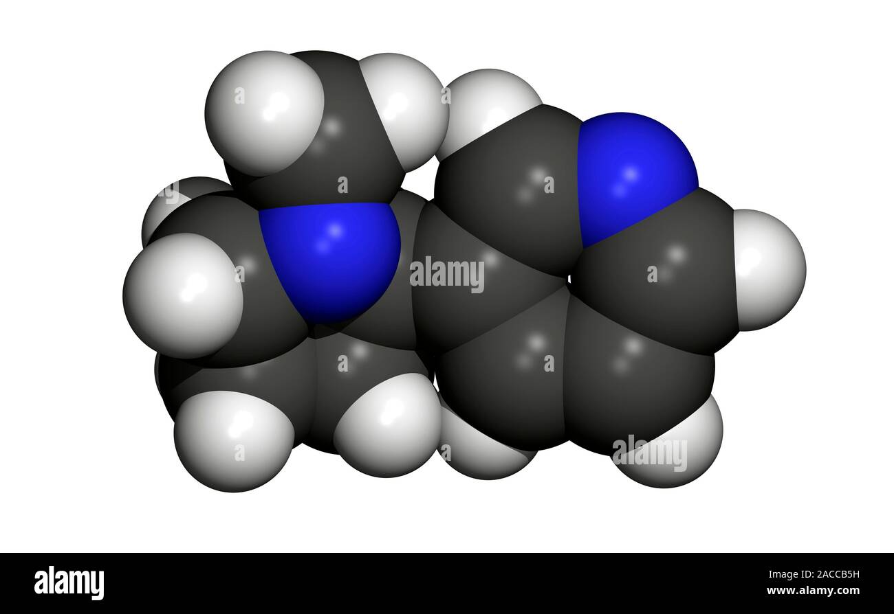 Molécule de nicotine. L'oeuvre de l'ordinateur d'une molécule de nicotine. Les atomes sont représentés comme des sphères et sont codés par couleur : carbone (gris), l'hydrogène (blanc) Banque D'Images