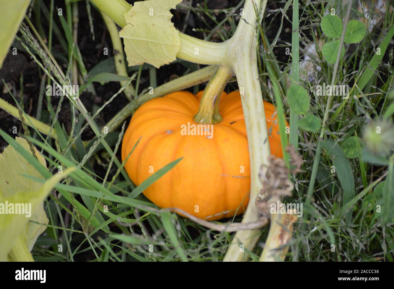 De plus en plus des citrouilles dans le jardin Banque D'Images