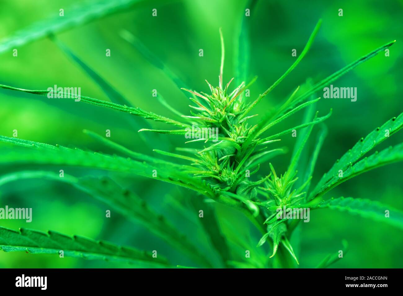 Le chanvre industriel macro tête cultivée, Cannabis sativa espèces végétales cultivées pour l'utilisation de ses produits dérivés Banque D'Images