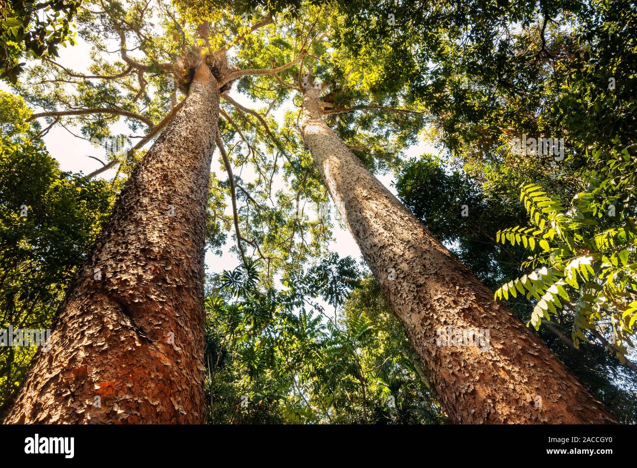 Twin Pines Kauri rare dans l'extrême nord du Queensland. Banque D'Images