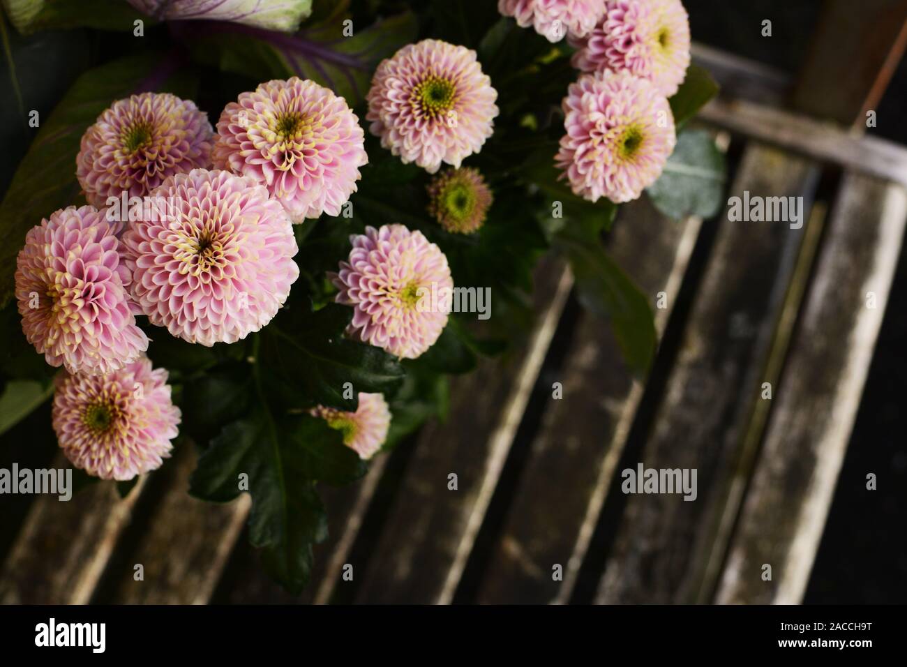 Chrysanthèmes pompon rose pâle au-dessus d'une banquette en bois rustique avec copie espace Banque D'Images