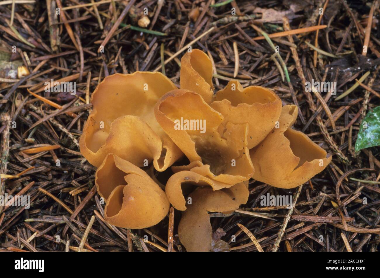 L'oreille de lièvre Otidea onotica (champignons) sur un sol forestier Photo  Stock - Alamy