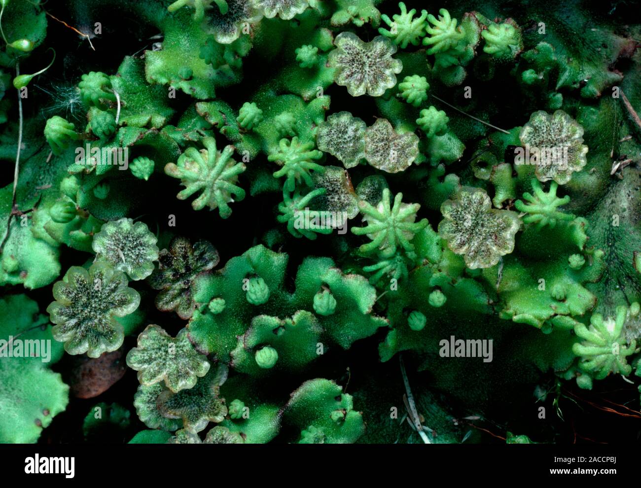 L'hépatique, Marcanthia polymorpha. Close up of petite plante avec une  fleur-comme des pousses Photo Stock - Alamy