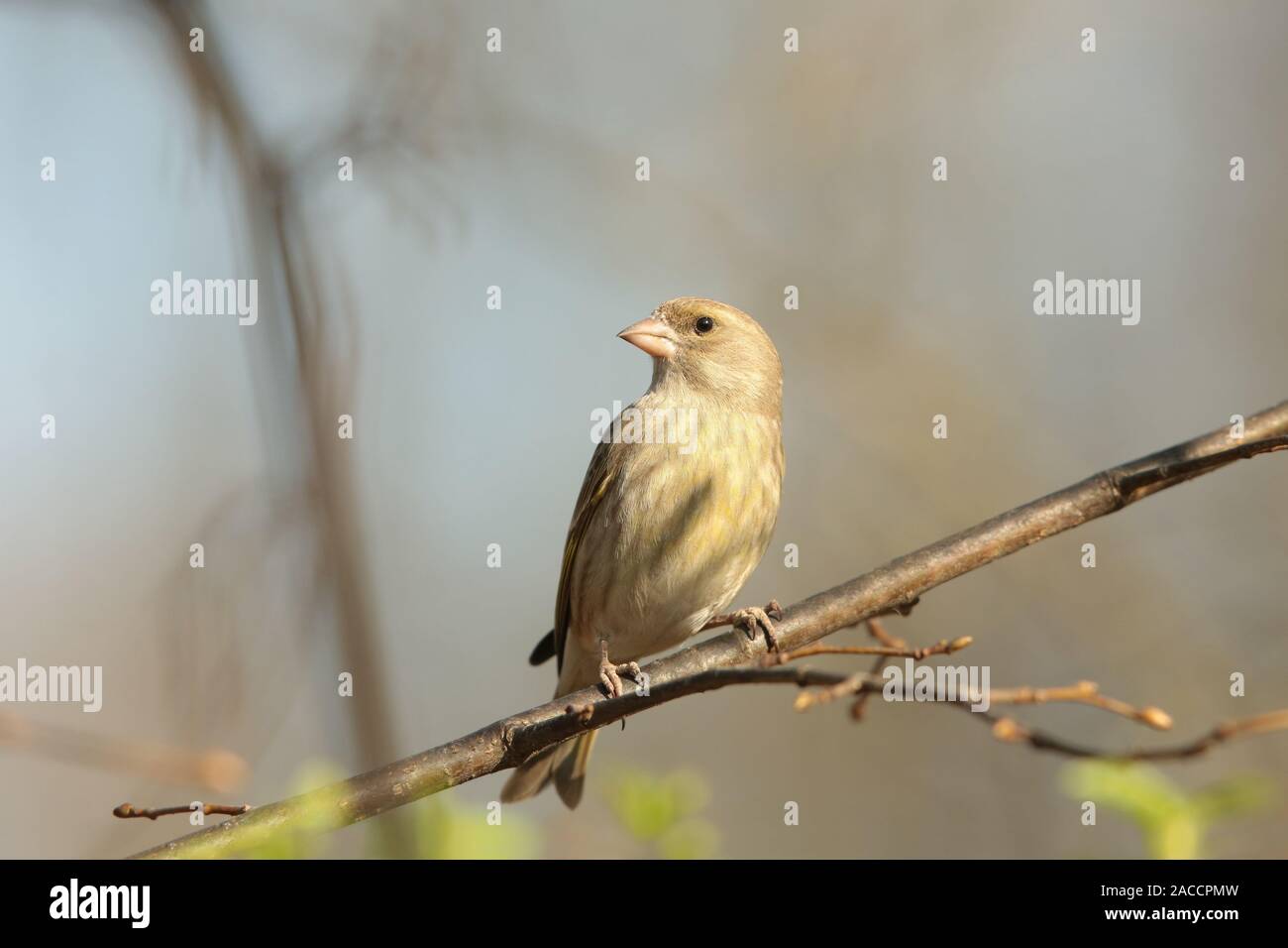 Verdier (Carduelis chloris) sur une branche à l'aube. Banque D'Images