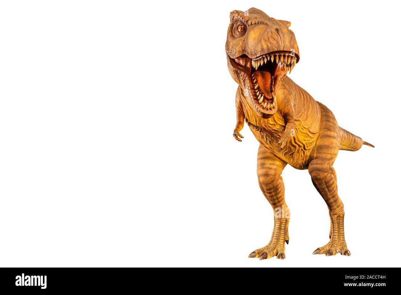 Tyrannosaurus rex ( T-rex ) est la marche et ouvrir la bouche et de l'espace de copie sur votre gauche . Vue de face . Fond isolé noir . Dinosaure dans Jurassic pero Banque D'Images