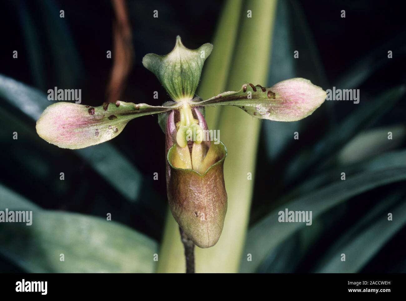 Orchidée fleur (Paphiopedilum bullenianum). Les orchidées Paphiopedilum — free download