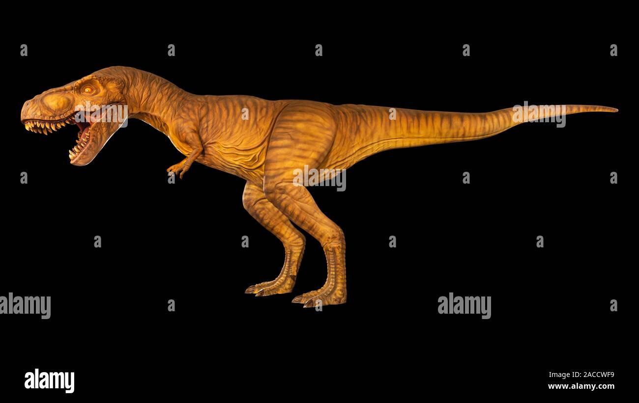 Tyrannosaurus rex est la marche et ouvrir la bouche . Vue latérale . Fond isolé noir . Dinosaure dans Jurassic peroid . Banque D'Images