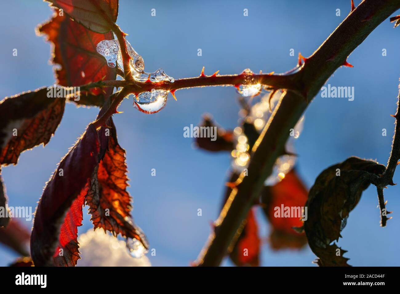 Une succursale de l'automne les feuilles couleur rouille d'un buisson couvert de gouttes de glace mousseux transparents contre un ciel d'hiver à l'heure d'or. Libre Banque D'Images