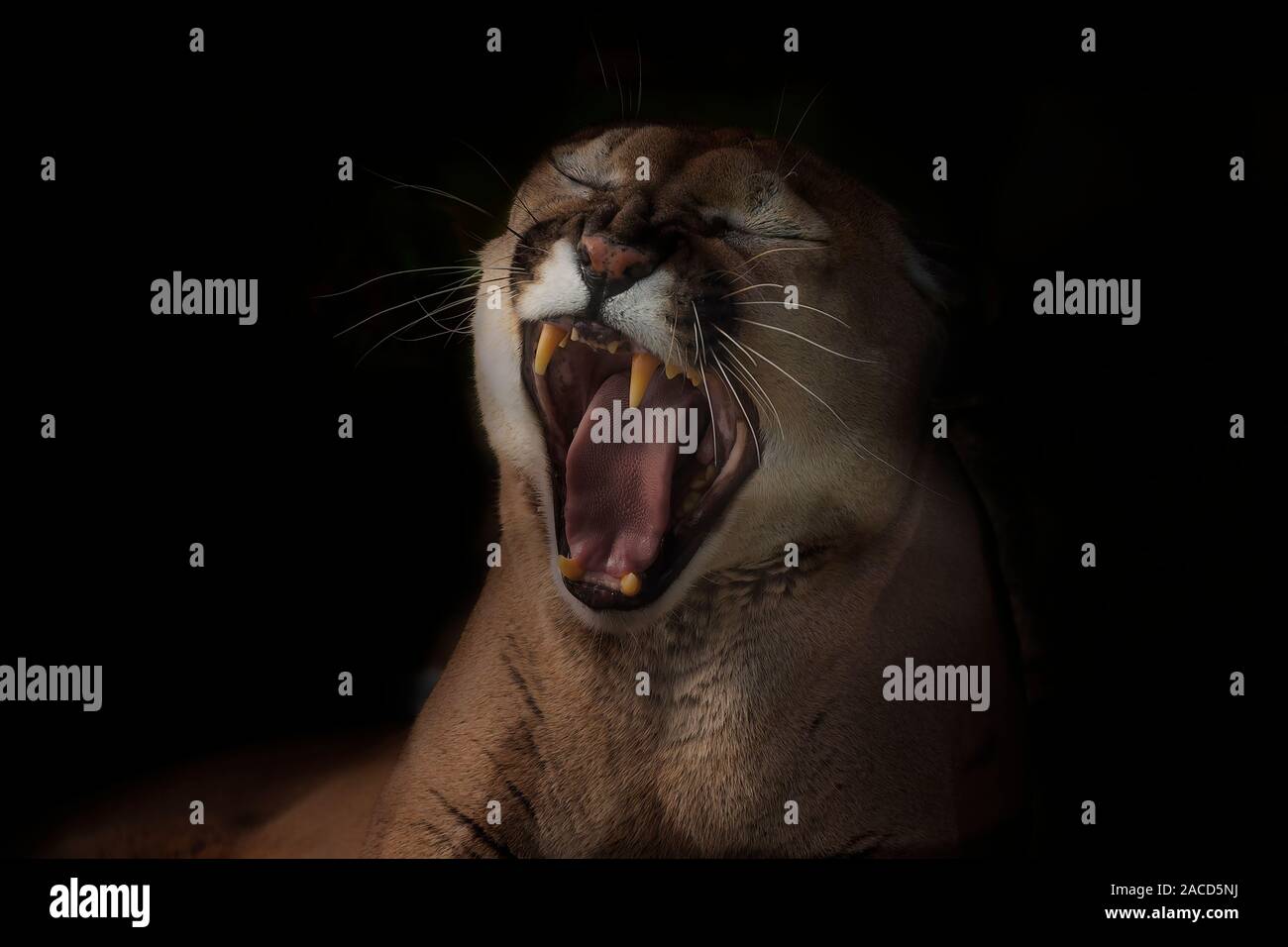 Le couguar (Puma concolor) est native american animal,connu sous le nom de mountain lion, puma, tigre rouge, et catamount. Banque D'Images