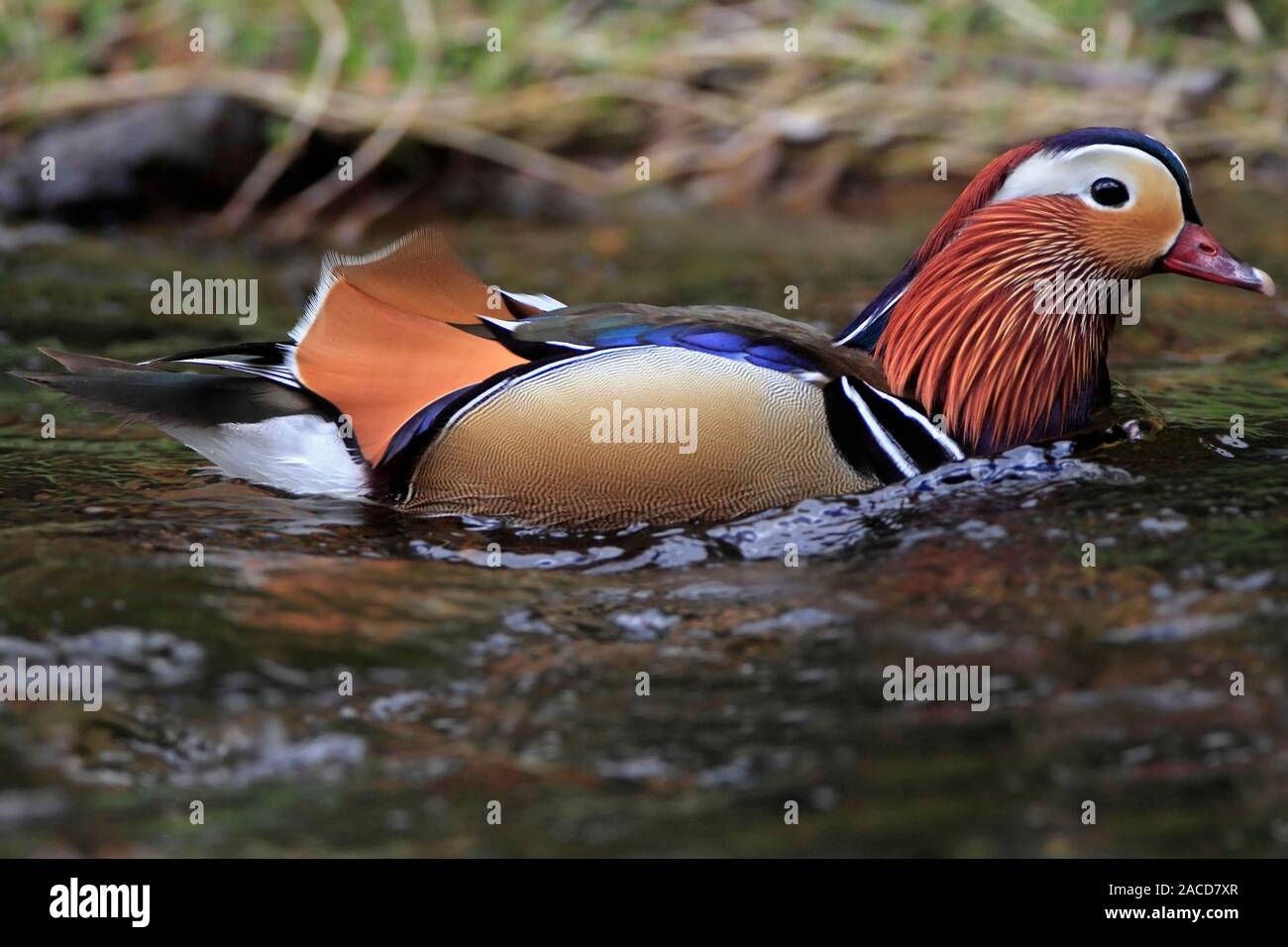 Canard mandarin (drake), Ecosse, Royaume-Uni. Banque D'Images