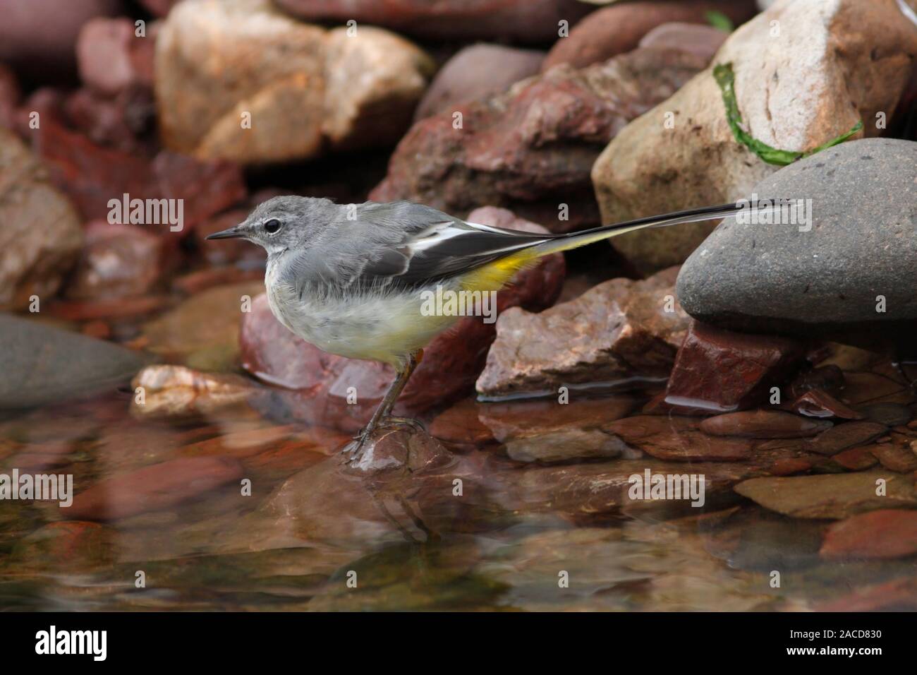 Bergeronnette des ruisseaux (Motacilla cinerea) jeune oiseau nourriture au bordure d'un ruisseau, en Écosse, au Royaume-Uni. Banque D'Images