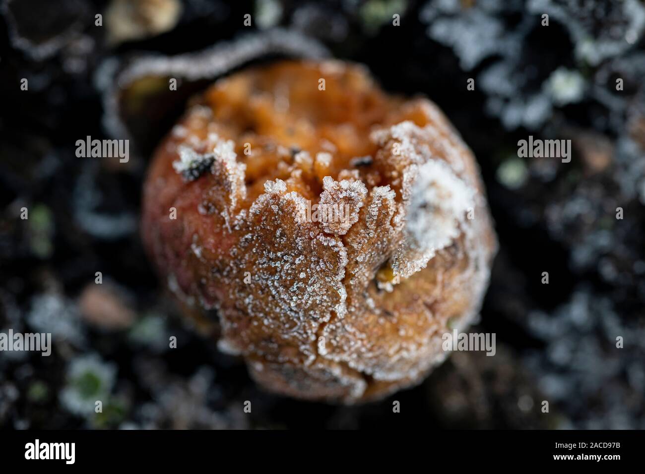 Les pommes tombées vent pourrir sur le sol couvert de givre. Banque D'Images