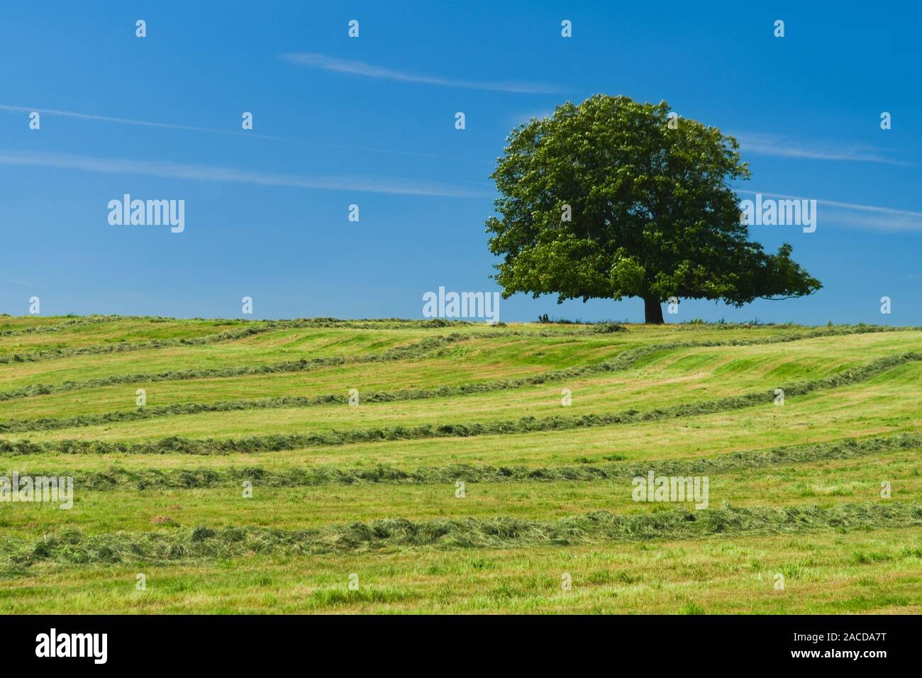 Lone Oak tree cultivé au sommet d'une colline couverte de gazon fraîchement coupé Banque D'Images