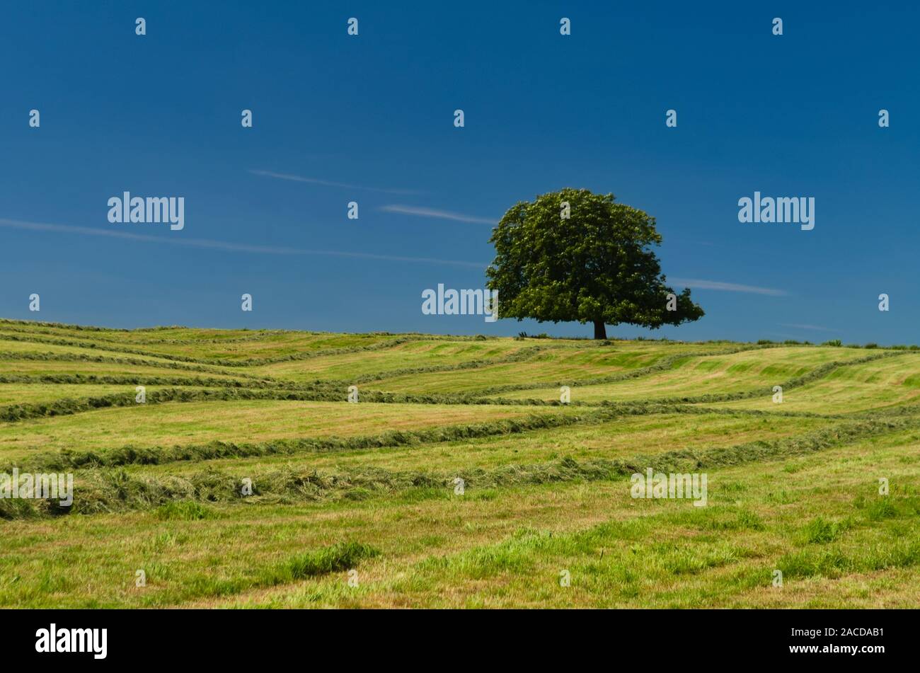 Lone Oak tree cultivé au sommet d'une colline couverte de gazon fraîchement coupé Banque D'Images