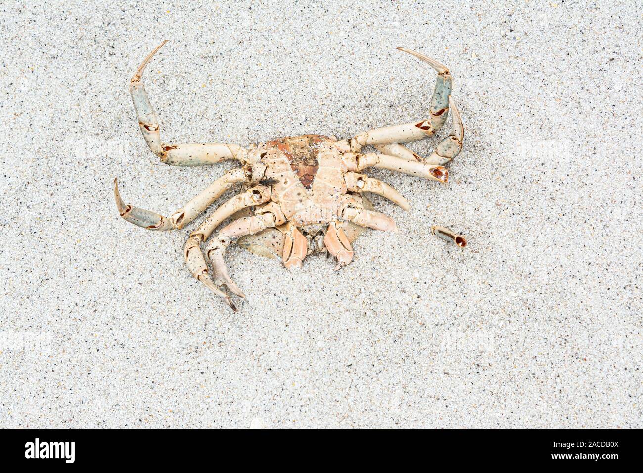 Mue du crabe Banque de photographies et d’images à haute résolution Alamy — free download