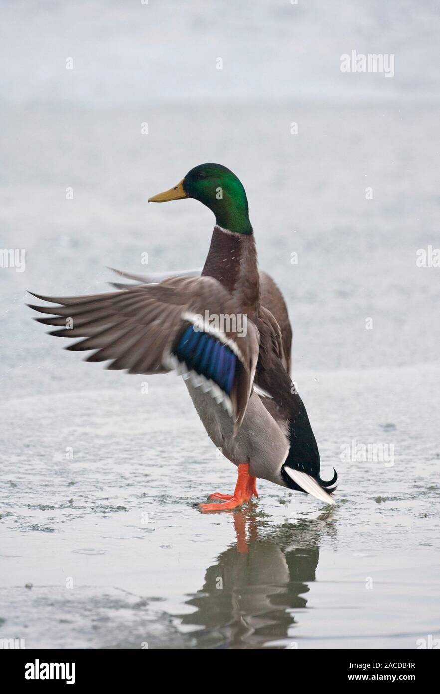 Canard colvert, Anas platyrhynchos, seul mâle adulte debout sur la glace, les ailes battantes. Prises de janvier. Arundel, Sussex, UK. Banque D'Images