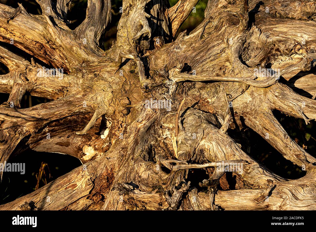 Arbre déraciné de la tempête avec les racines exposées Banque D'Images
