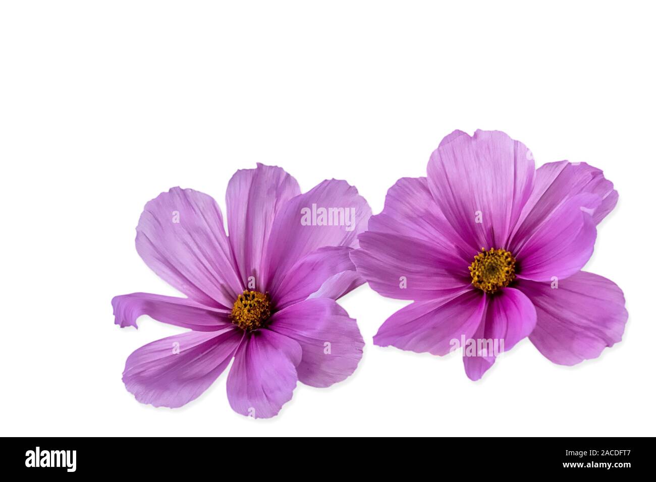 Deux fleurs d'un windfloer ou arum creticum nom latin Anemone hupehensis Banque D'Images