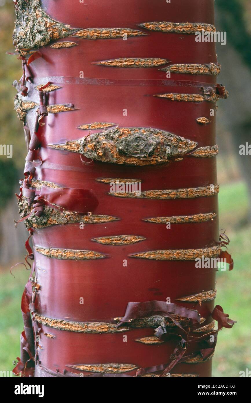 Écorce D'arbre Artificielle - Rouleau 50x100 Cm - Réaliste, Flexible Et Coupable - Pour Décorer Tuyaux, Piliers, Murs