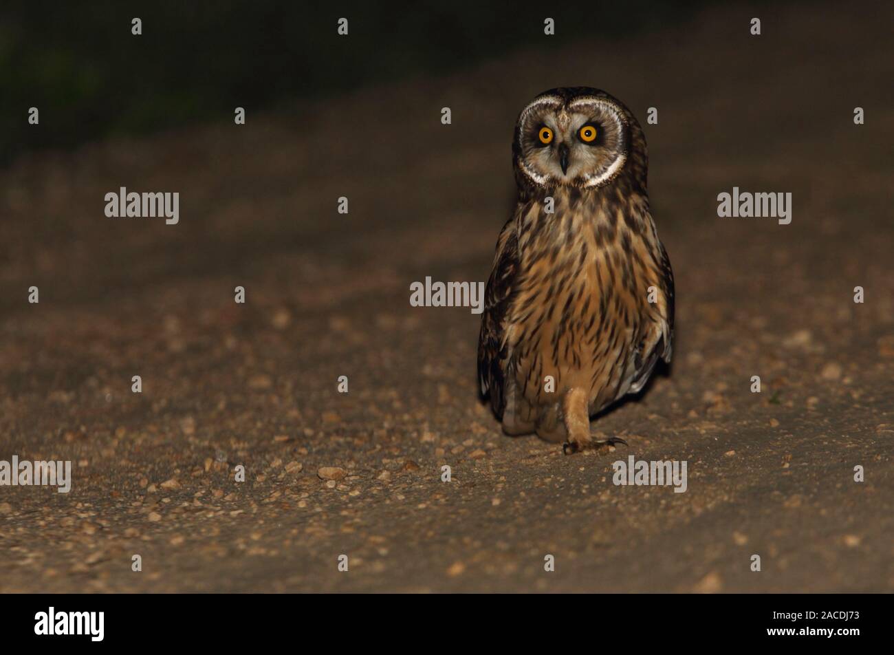 Chouette à épi court photographiée avec les premières lumières de la nuit. Hiboux, oiseaux, Flammmmmeus Asio Banque D'Images