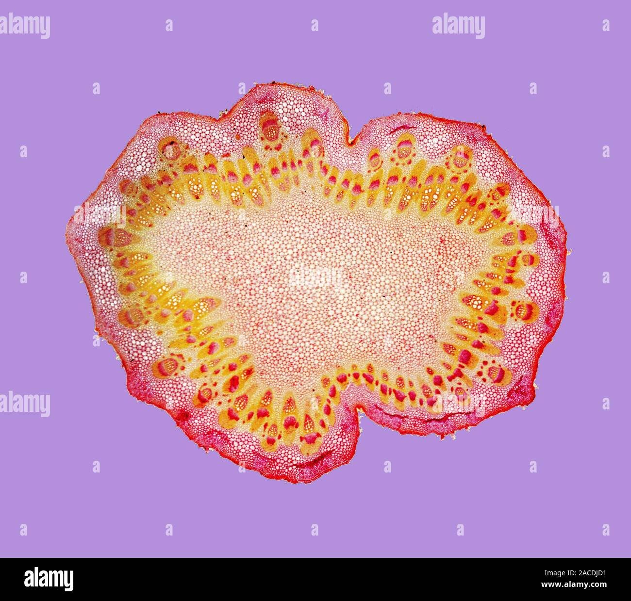 La bardane tige. Microphotographie lumière d'une coupe transversale de la tige d'un primaire d'une plante de bardane (Arctium lappa). Cela montre un anneau de faisceaux vasculaires (re Banque D'Images