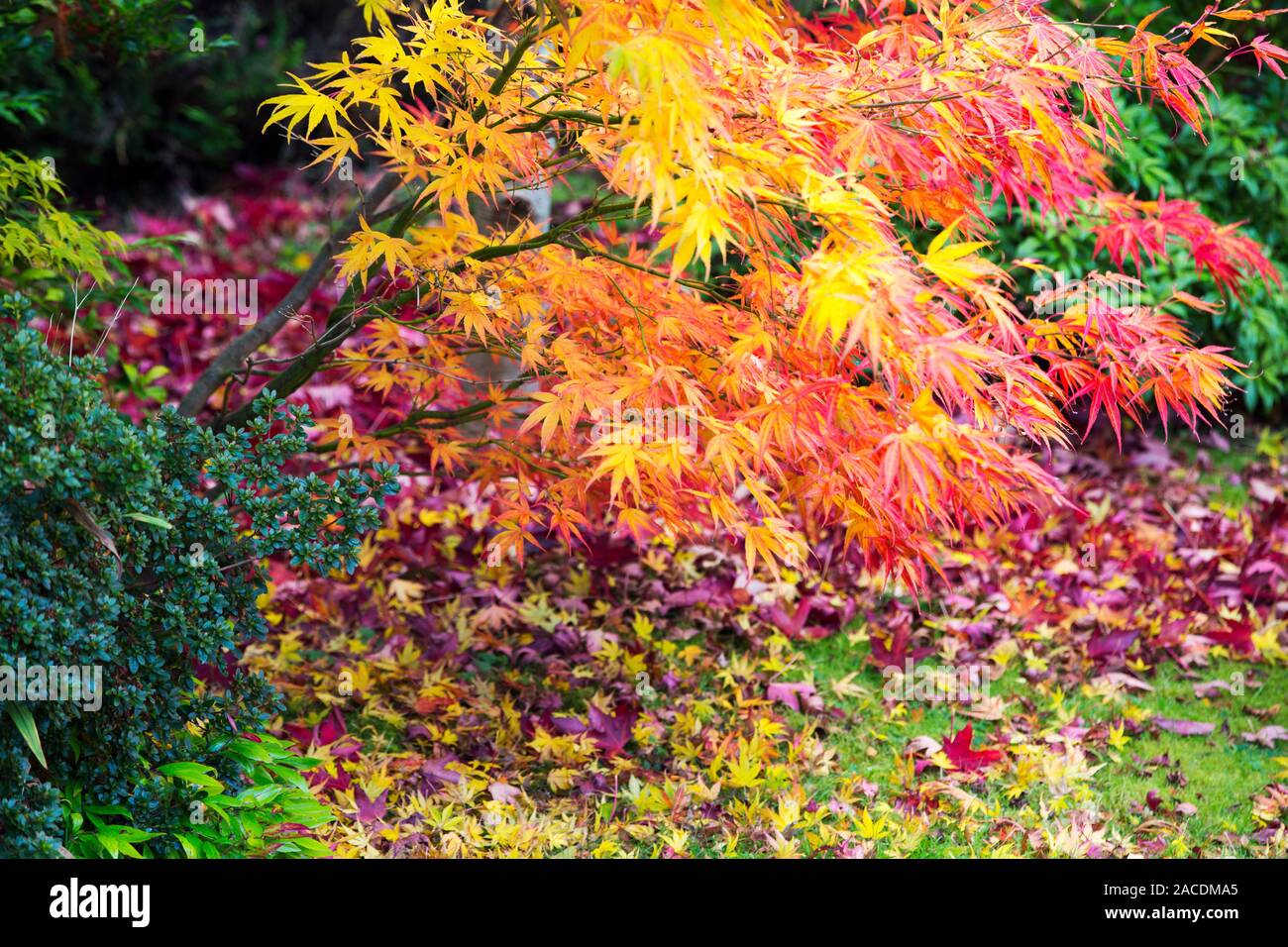 Acer feuilles à l'automne dans un jardin d'Ambleside, Cumbria, Royaume-Uni. Banque D'Images