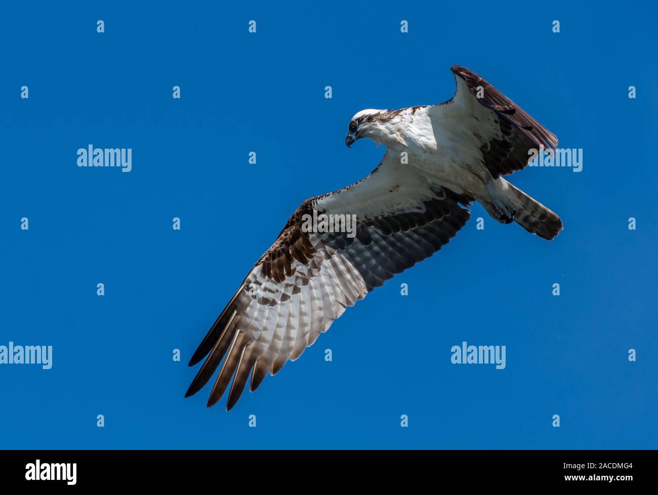 Un balbuzard pêcheur (Pandion haliaetus) en vol à partir de ci-dessous à Baja California Sur, au Mexique. Banque D'Images