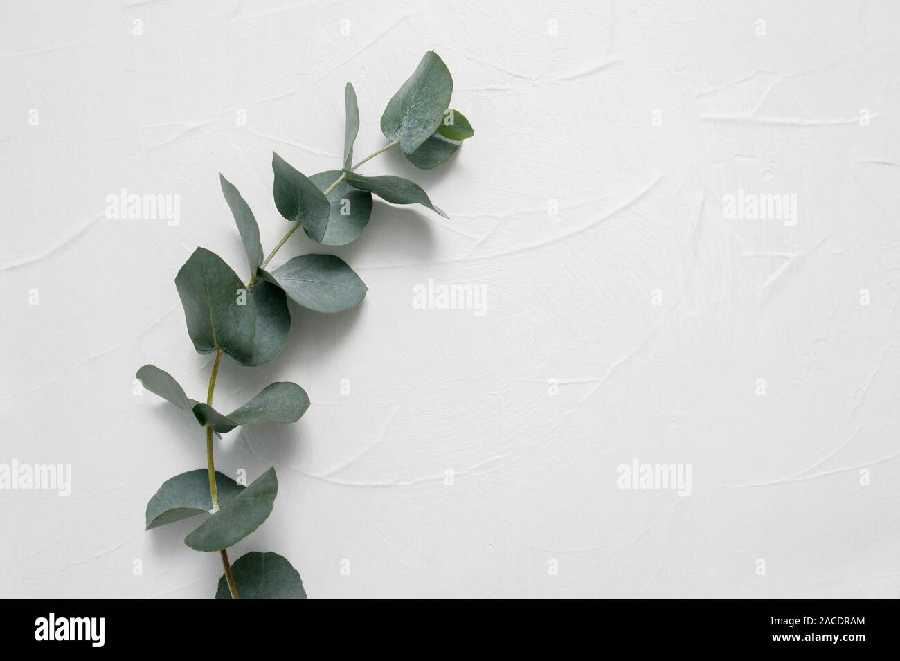 Des feuilles d'Eucalyptus cadre sur fond blanc avec place pour votre texte. Couronne faite de la direction générale de la feuille. Mise à plat, vue du dessus Banque D'Images