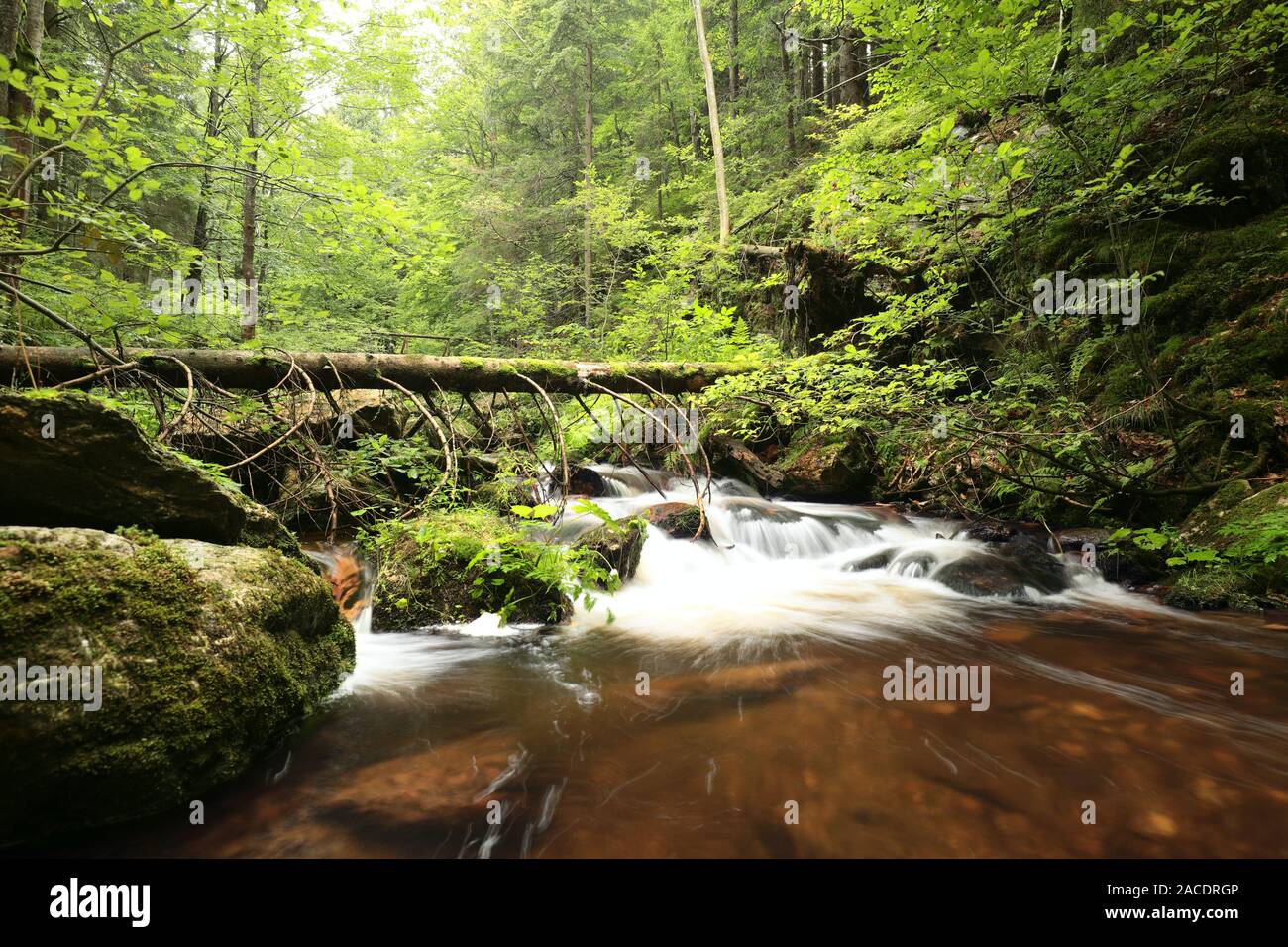 Forest stream découlant de la montagne. Banque D'Images