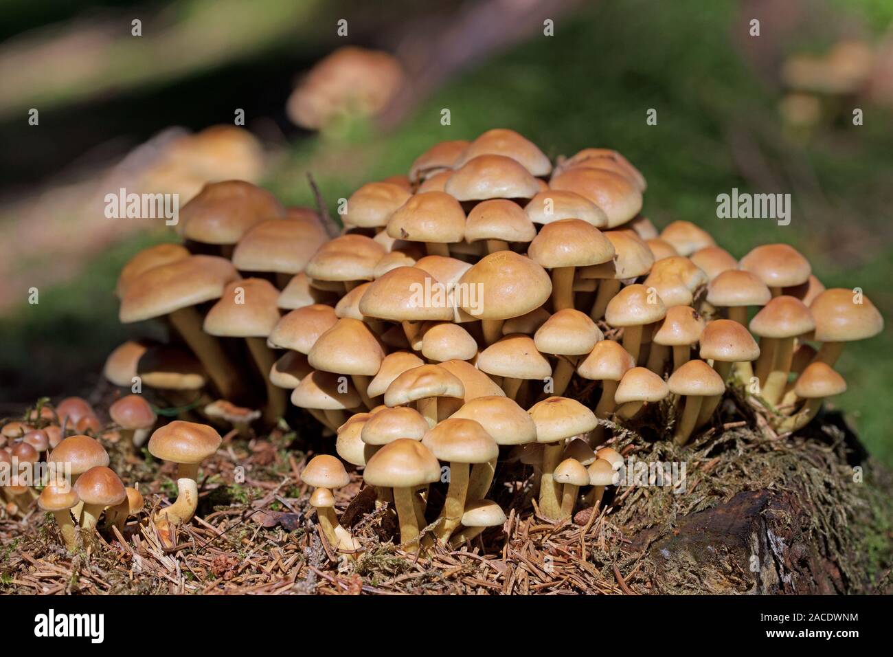 À feuilles gris tête de soufre, Hypholoma capnoides, dans la forêt Banque D'Images
