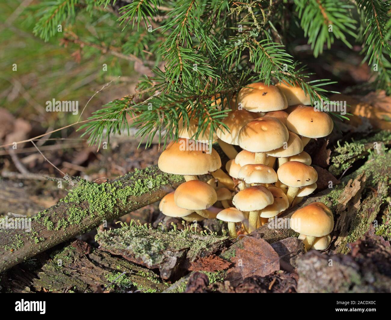 À feuilles gris tête de soufre, Hypholoma capnoides, dans la forêt Banque D'Images