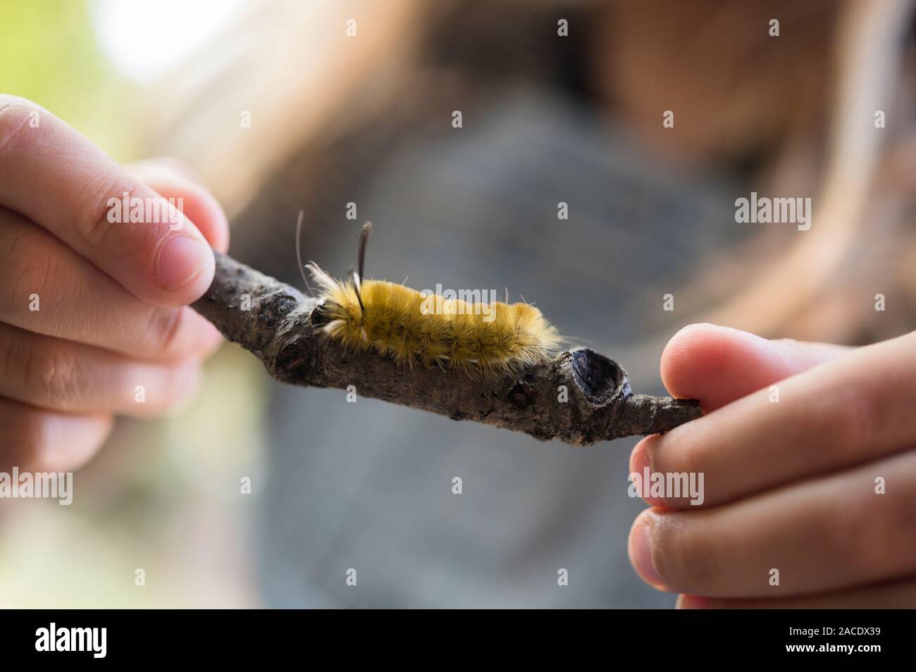 Fille tenant bâton avec caterpillar Banque D'Images