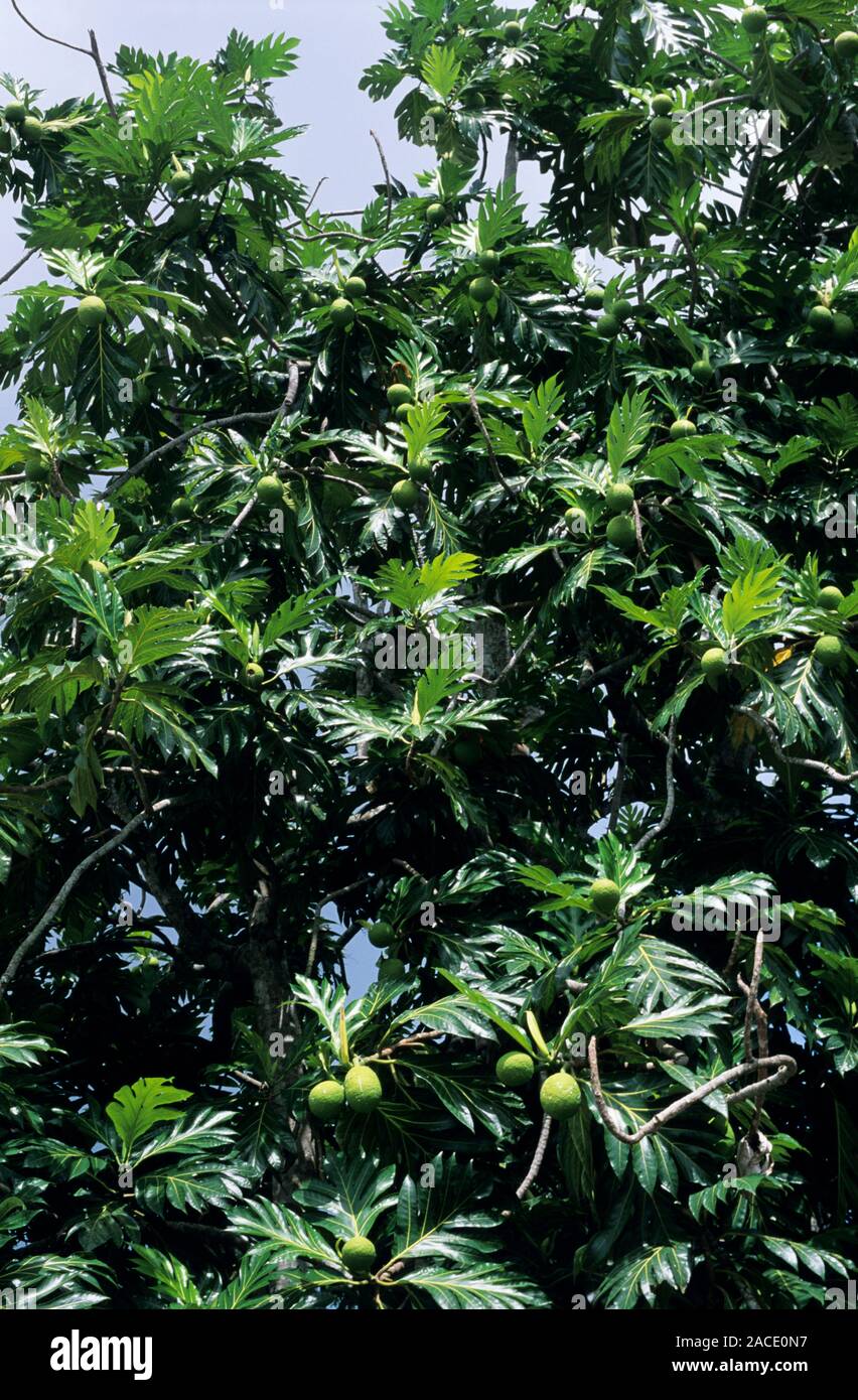 L'arbre à pain (Artocarpus altilis) croissant sur son arbre. L'arbre à ...