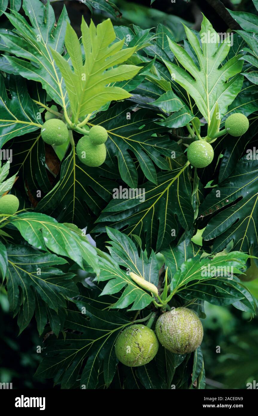 L'arbre à pain (Artocarpus altilis) croissant sur son arbre. L'arbre à ...