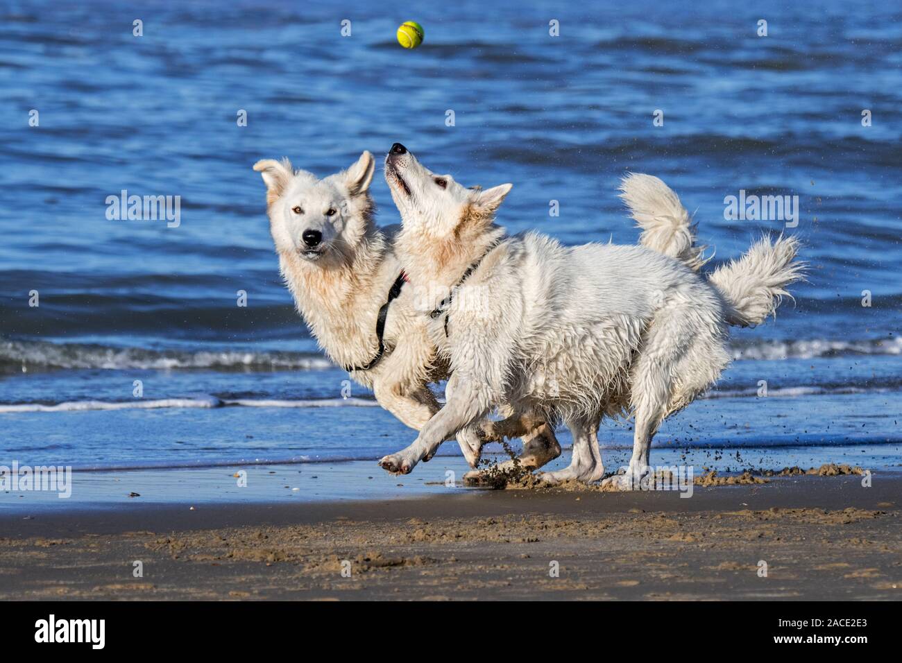 Berger Blanc Suisse unleashed deux chiens Bergers Blanc Suisse / blanc, sous forme de chien berger allemand jouant fetch avec balle de tennis sur la plage Banque D'Images