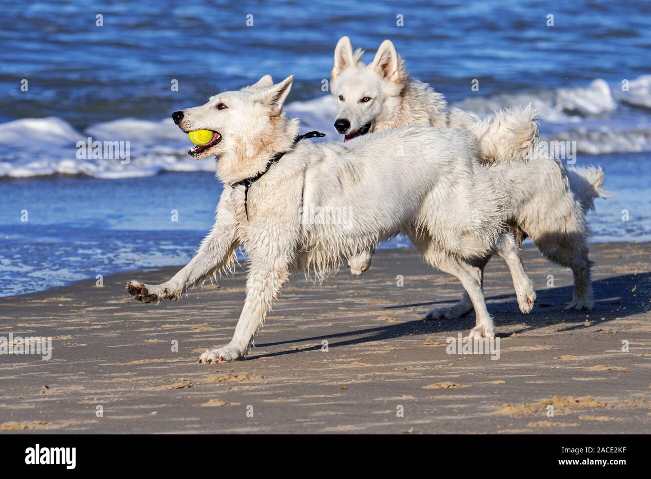 Berger Blanc Suisse unleashed deux chiens Bergers Blanc Suisse / blanc, sous forme de chien berger allemand jouant fetch avec balle de tennis sur la plage Banque D'Images