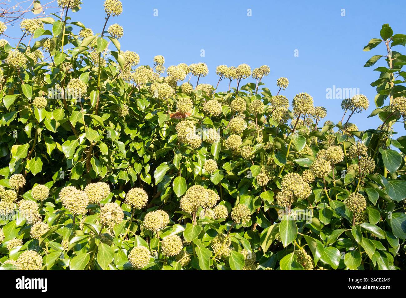 La floraison - Lierre Hedera helix - en hiver - UK Photo Stock - Alamy