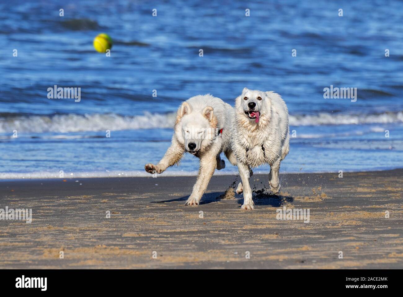 Berger Blanc Suisse unleashed deux chiens Bergers Blanc Suisse / blanc, sous forme de chien berger allemand jouant fetch avec balle de tennis sur la plage Banque D'Images