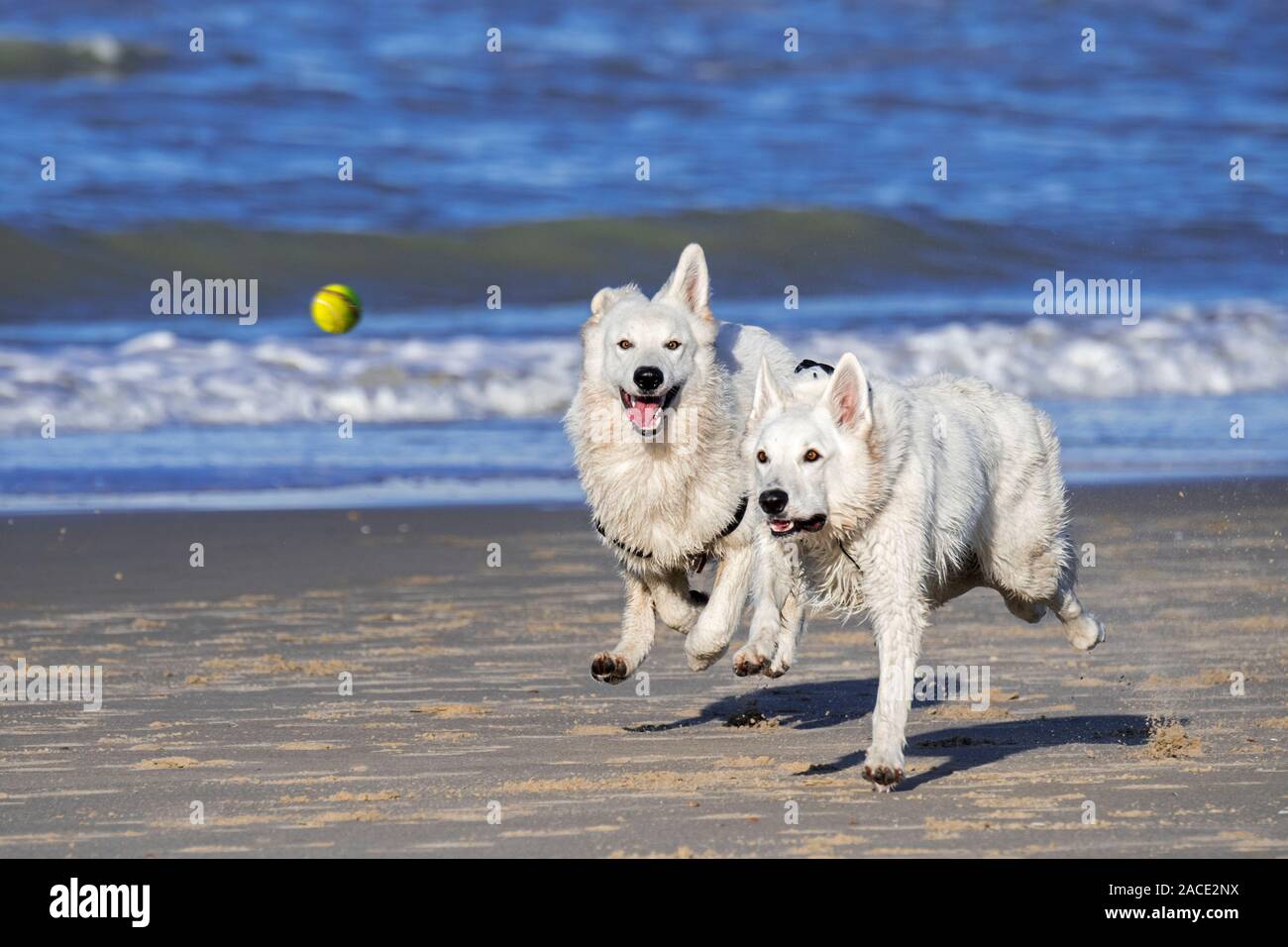 Berger Blanc Suisse unleashed deux chiens Bergers Blanc Suisse / blanc, sous forme de chien berger allemand jouant fetch avec balle de tennis sur la plage Banque D'Images