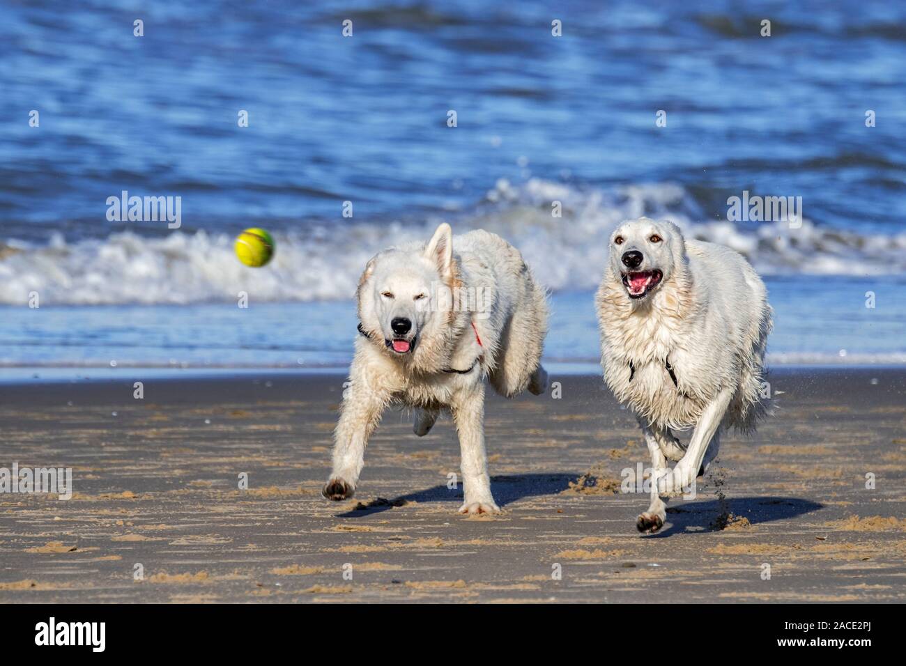 Berger Blanc Suisse unleashed deux chiens Bergers Blanc Suisse / blanc, sous forme de chien berger allemand jouant fetch avec balle de tennis sur la plage Banque D'Images