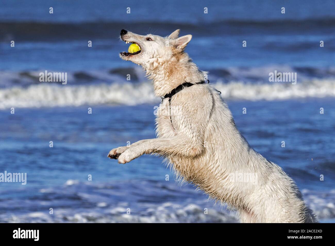 Unleashed Berger Blanc Suisse / Berger Blanc Suisse, berger allemand blanc sous forme de chien jouant fetch avec balle de tennis sur la plage Banque D'Images