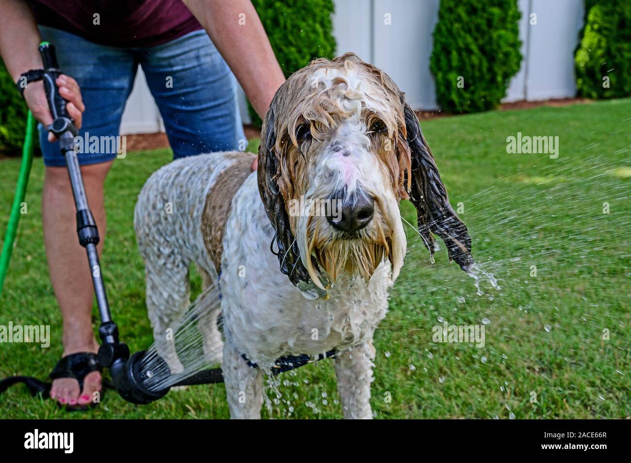 Rinçage de la femme aux longs cheveux d'un savon chien après une douche extérieure Banque D'Images
