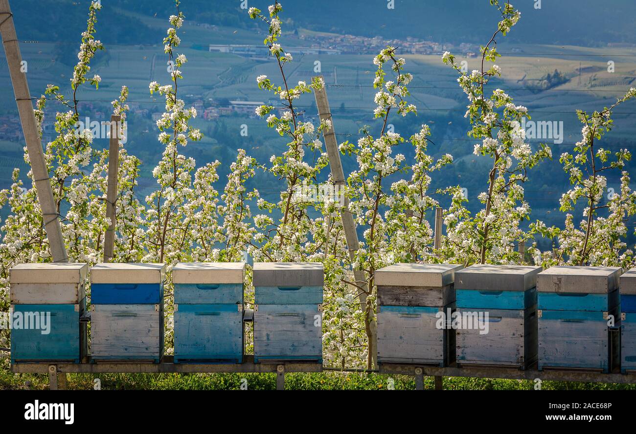 Une rangée de ruches dans un champ de fleurs avec un verger derrière Banque D'Images