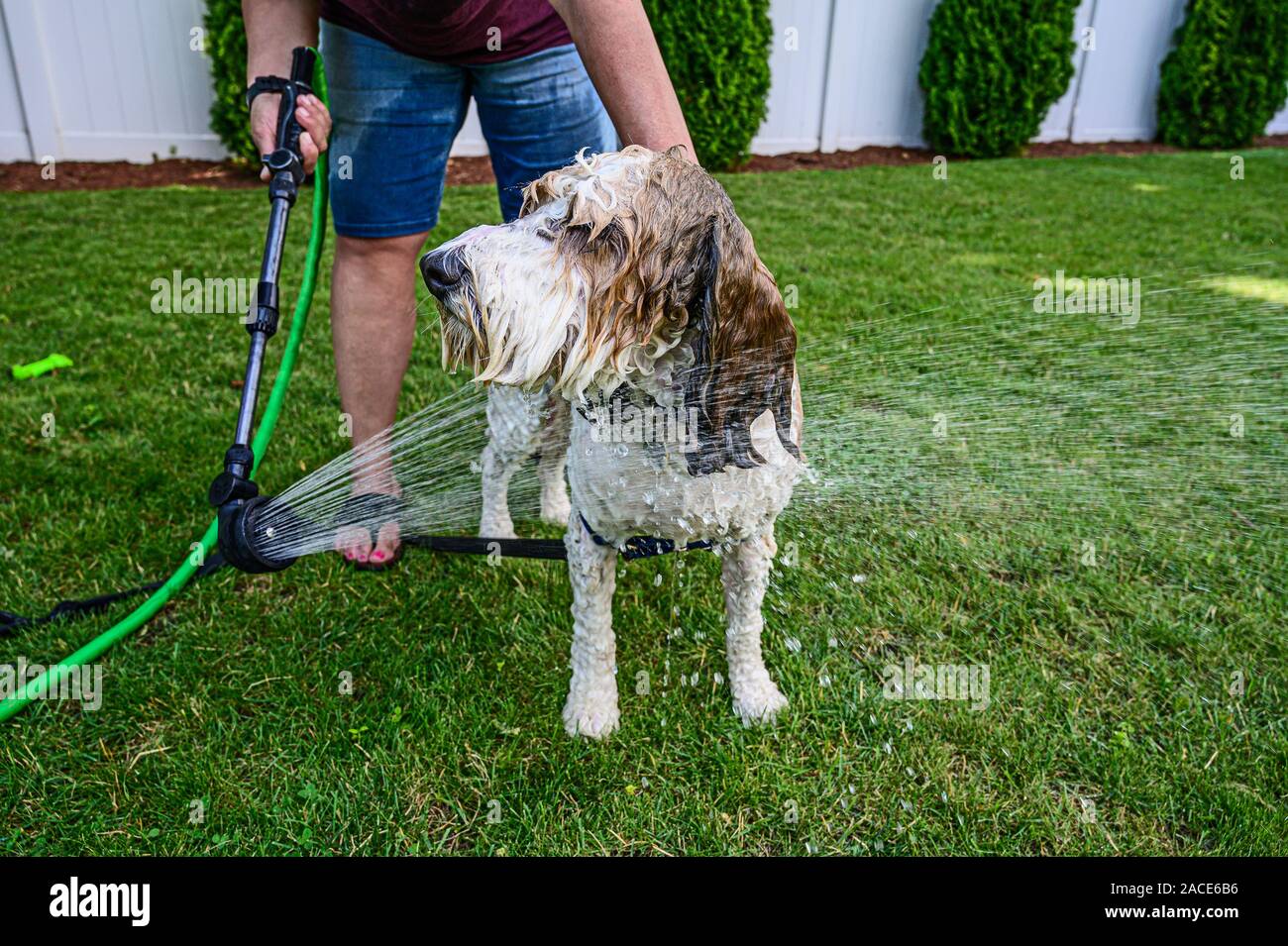 Chien de Compagnie d'obtenir une douche extérieure, Boston, MA, USA Banque D'Images