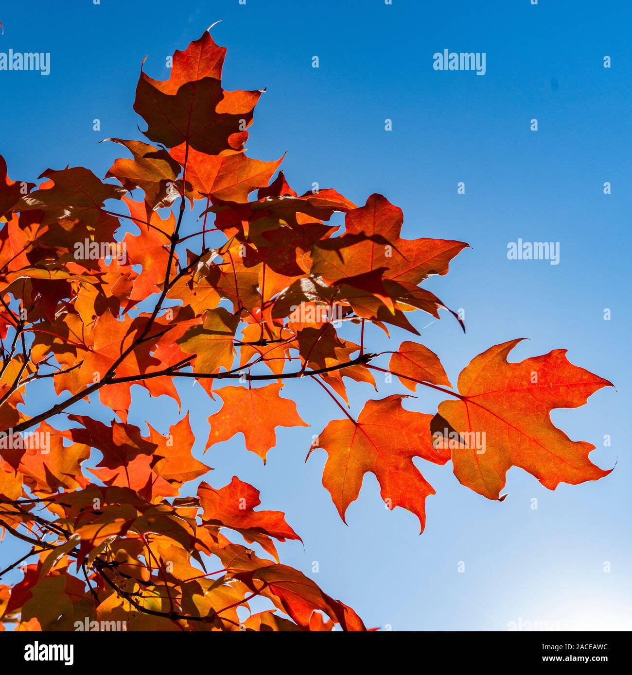 Branches d'automne contre ciel dégagé Banque D'Images