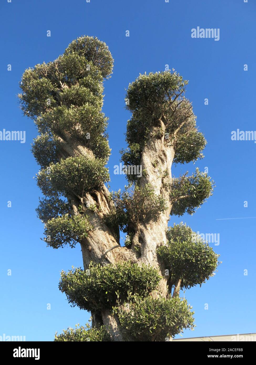 Une très ancienne avec ses oliviers noueux cloud feuillage taillés en couches horizontales contre un ciel bleu. Banque D'Images
